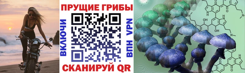 MEGA ССЫЛКА  Багратионовск  Псилоцибиновые грибы Psilocybe 